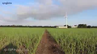Timelapse Uienveld Syngenta Frp Production