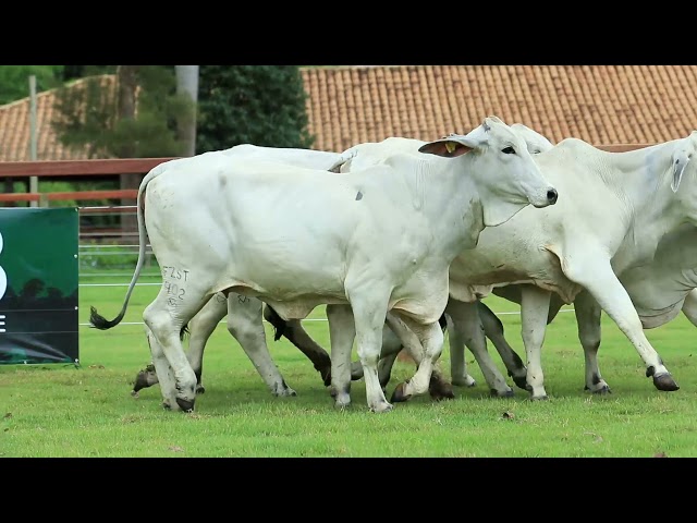 LOTE 44 - FZST 366   FZST 392   FZST 401   FZST 402   FZST 409