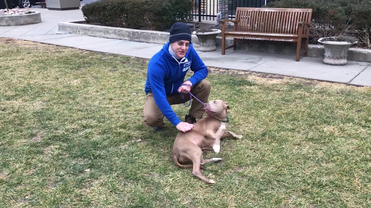 DOG ADOPTED! KC Pet Project’s Moomoo YouTube