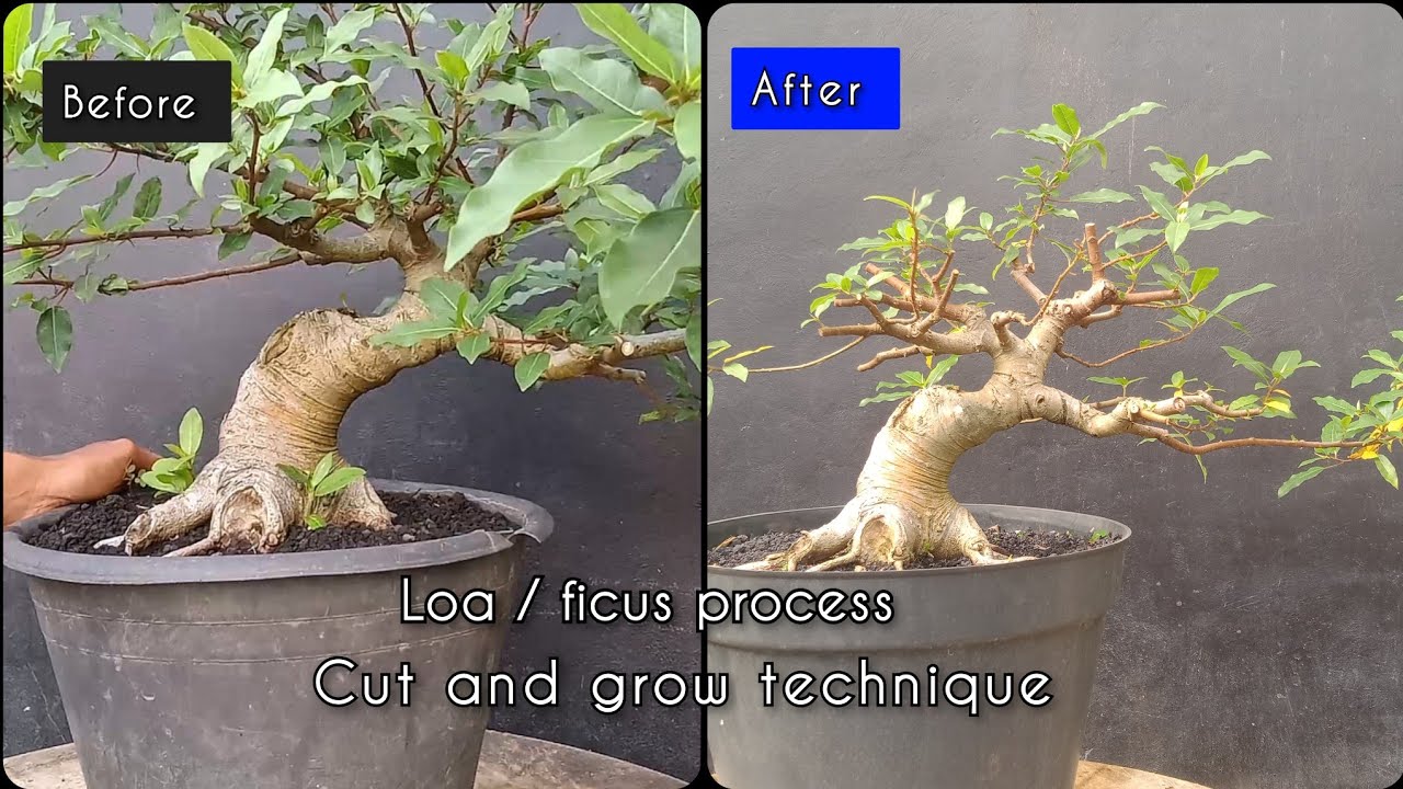 Making a bonsai los using the cut and grow technique 