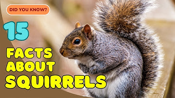 15 Fun Facts About Squirrels You Didn’t Know! 🐿️