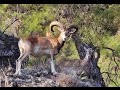 Ten minutes documentary in the wild about endemic cyprus mouflon by george konstantinou