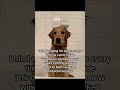 #sponsored #betterwild #dogallergies #dogsoftiktok #dogs