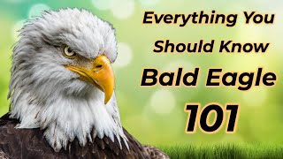 Bald Eagle 101: Everything you should know! by ANIMAL LYFE 174 views 5 months ago 3 minutes, 8 seconds