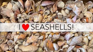 What do I do with all my seashells? Let's find out!