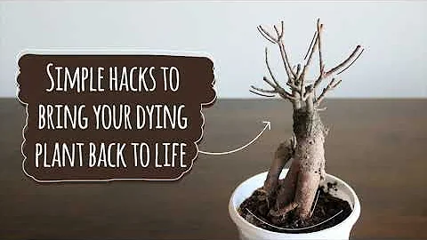 Revive Dying Plants || Simple hacks to bring your dying plant back to life || Annu Ke Nuskhe - DayDayNews
