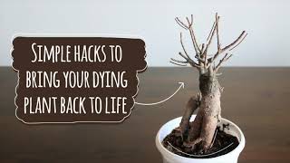 Revive Dying Plants || Simple hacks to bring your dying plant back to life || Annu Ke Nuskhe screenshot 3