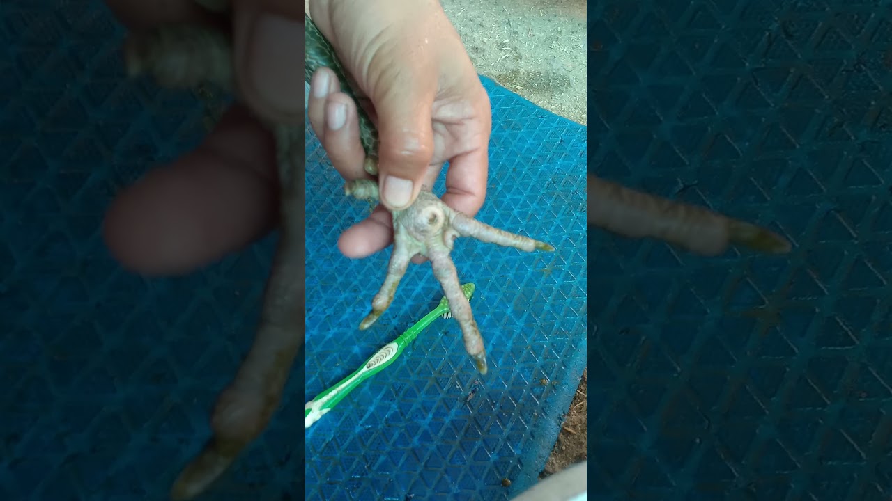 วิธีการรักษาหน่อไก่ให้หายได้ด้วยตัวเราเองไม่ต้องไปผ่ามี 3อย่างด้วยกัน