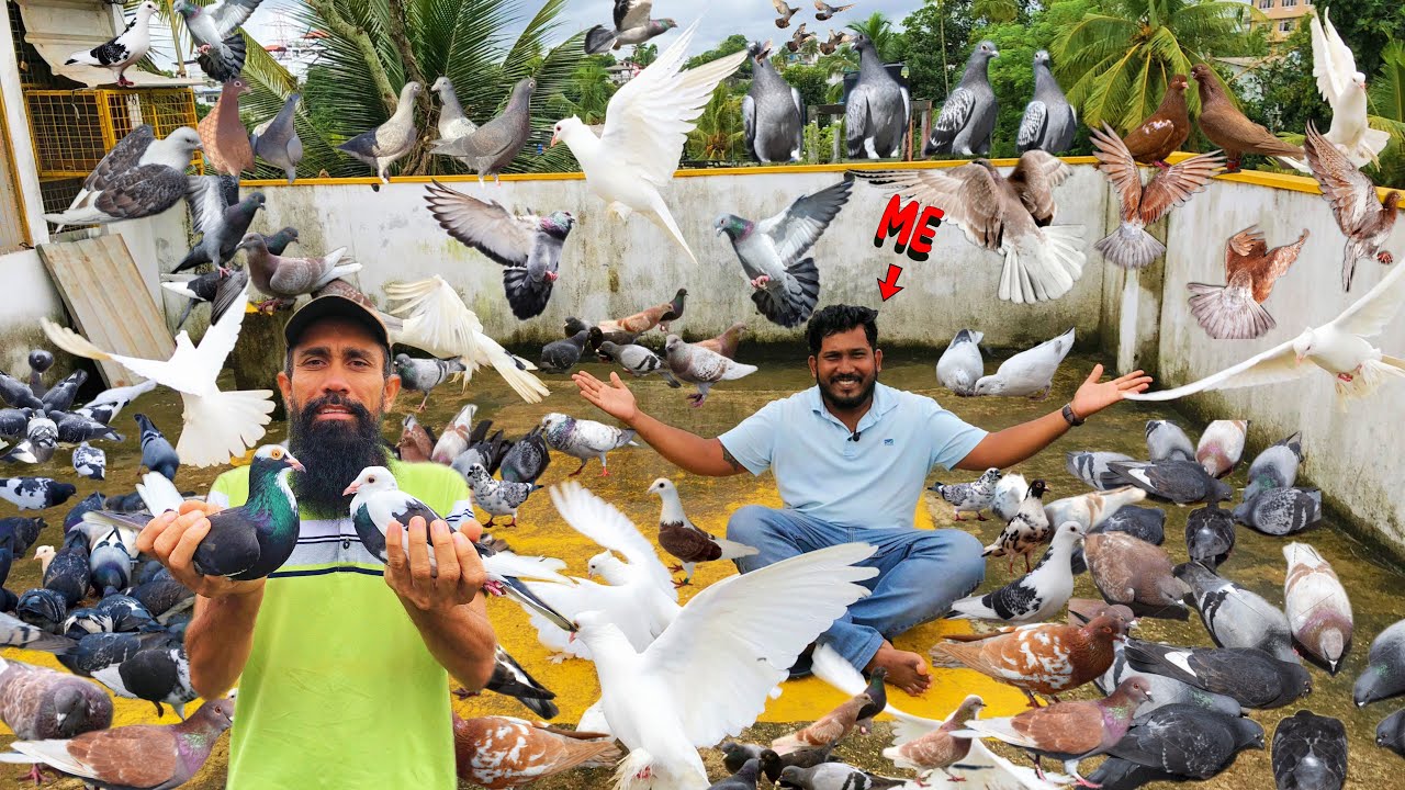 ලංකාවම දන්න ඹහුගේ ලොකප්ප්‍රසිද්ද පරවියන් සොයා ගිය ගමන favoritpetbook💕