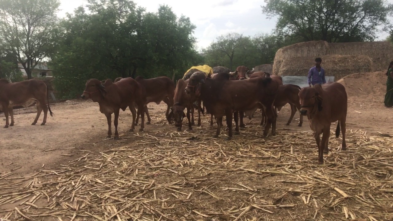 Sankal Gir cow Dairy farm in Karnataka YouTube