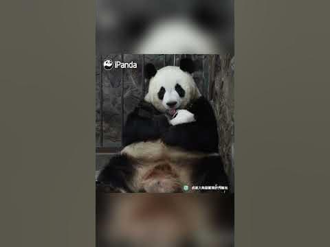 clips-of-panda-baby-and-mom-in-every-step-of-the-childhood-or-ipanda-shorts