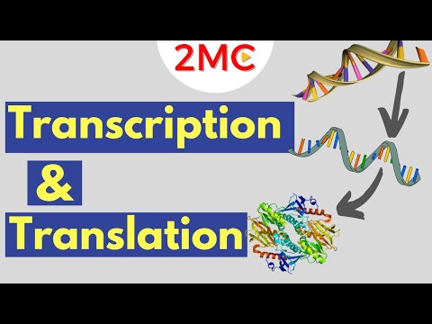 Video: Mis on transkriptsioon RNA-s?