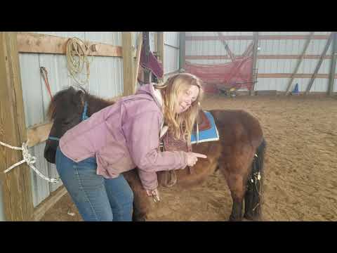 Video: French Saddle Pony Horse Breed Hypoallergenic, Health And Life Span