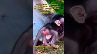 Baby Monkey Finds Comfort in Mom’s Arms 🐒💕#monkey #animallife #cute