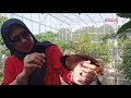 GIANT AVIARY KOMPLIT DAN GEDE BANGET II DI THE JOGLO GARDEN