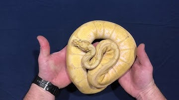 My first YouTube video... introducing my 2020 collection of ball pythons! part 1
