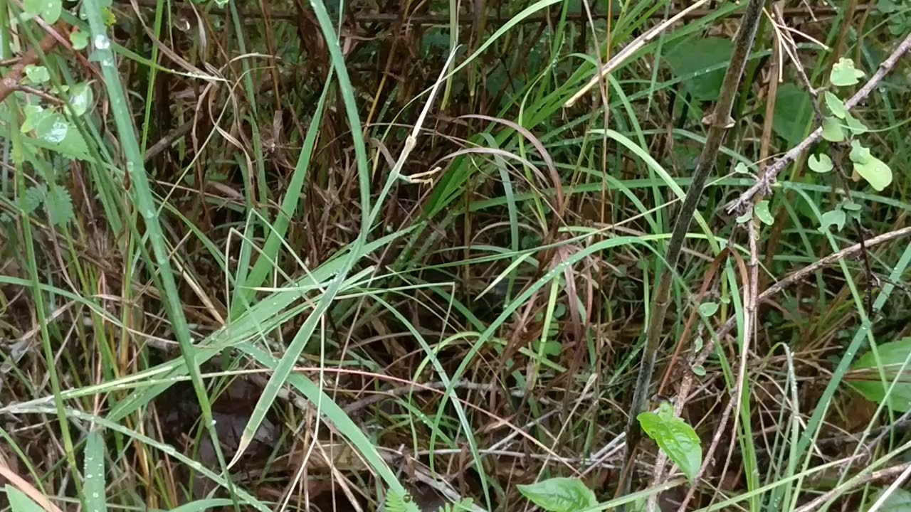 Indian Grass Mantis (Schizocephala bicornis) camouflage between grass