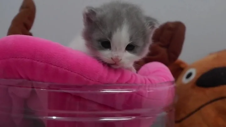 Video 11000771: cat kitten funnycats, laugh funnycats cat, funny cats kittens funniest, cat vs kitten, kitten chicken