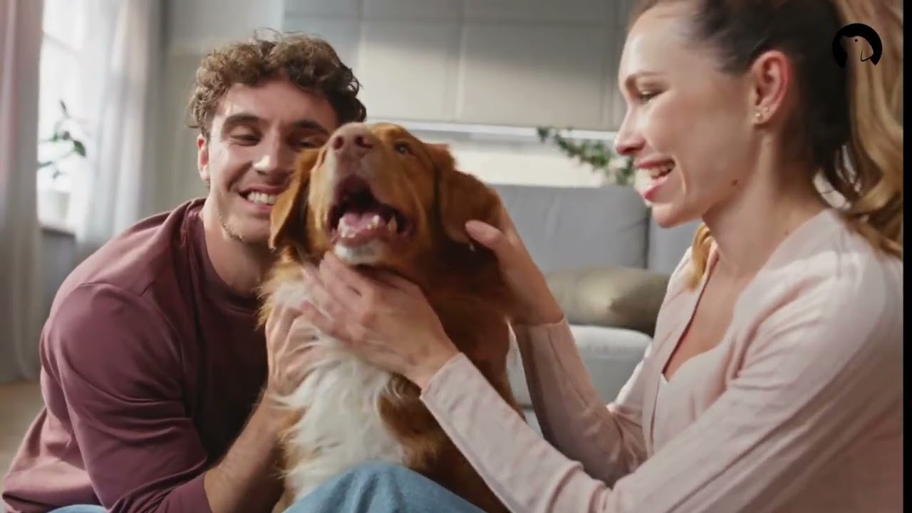 Why Your Dog Needs Training Forever!