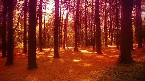 Photoshop Photo Manipulation Tutorial How to Add Warm Atmosphere Effect to Forest Image