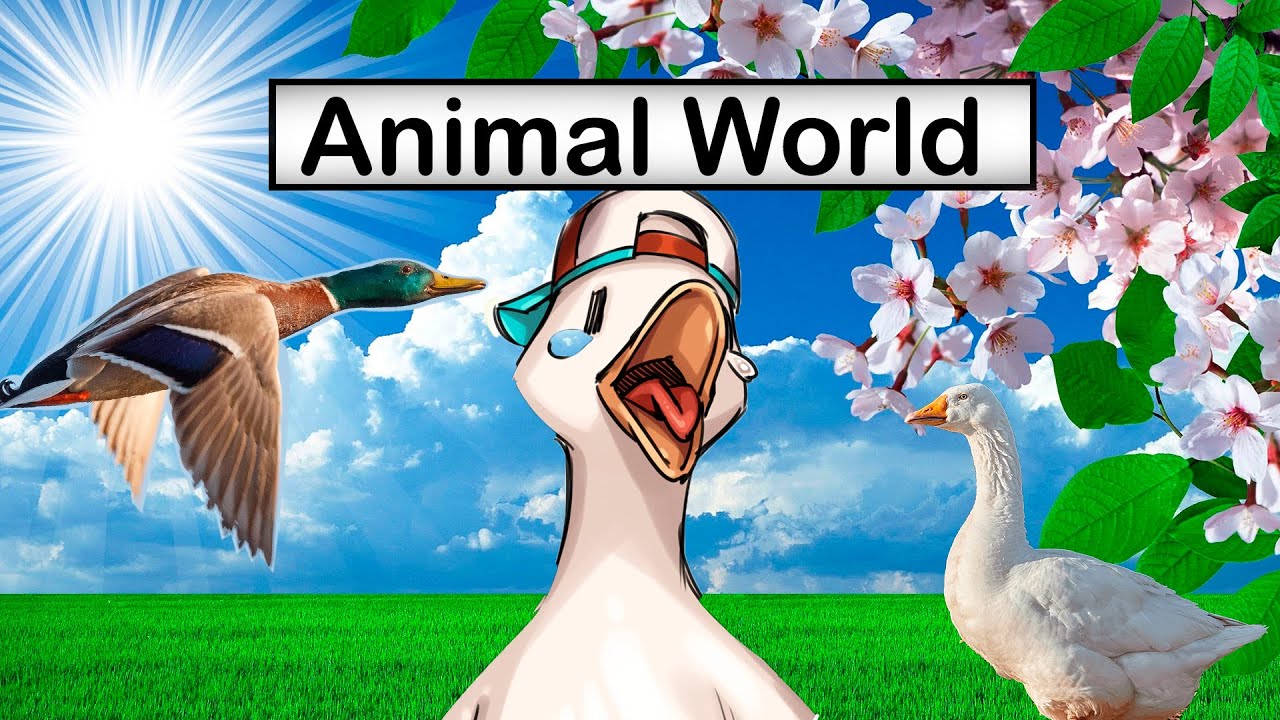 DUCK SOUNDS Quacking Sounds of Ducks, Duck Sound Effects and Calls