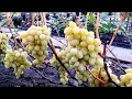 ВИНОГРАДА ЛАНДЫШ - описание - характеристика-сорта винограда ландыш