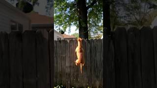 Take Care Of Your Dogs