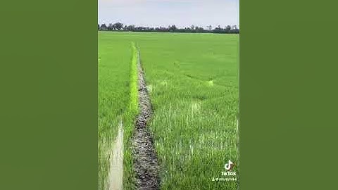 Bán 1700m2 đất lúa xã Mỹ thành Bắc cái lậy tiền Giang giá 450tr hết thửa LG 0332653885