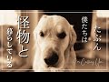 怪物と暮らすモーニングルーティン|ゴールデンレトリバーと北海道移住