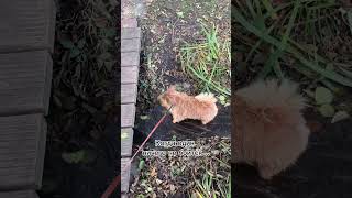 #funnydogs #собака #norwich #norwichterrier #puppy #афоня #юмор #кузя #dogshorts #норвич #dog