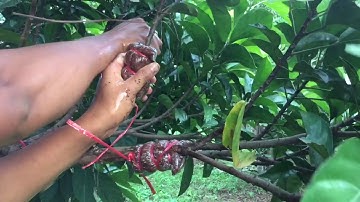 How to air-layer a fruit tree