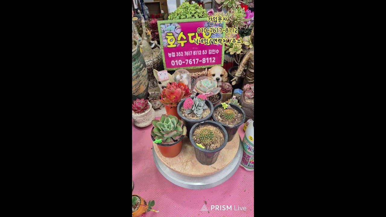 🌵호수다육농원  26.02.28 꽃구경하시소2탄~ 육이랑 놀자 놀자요~