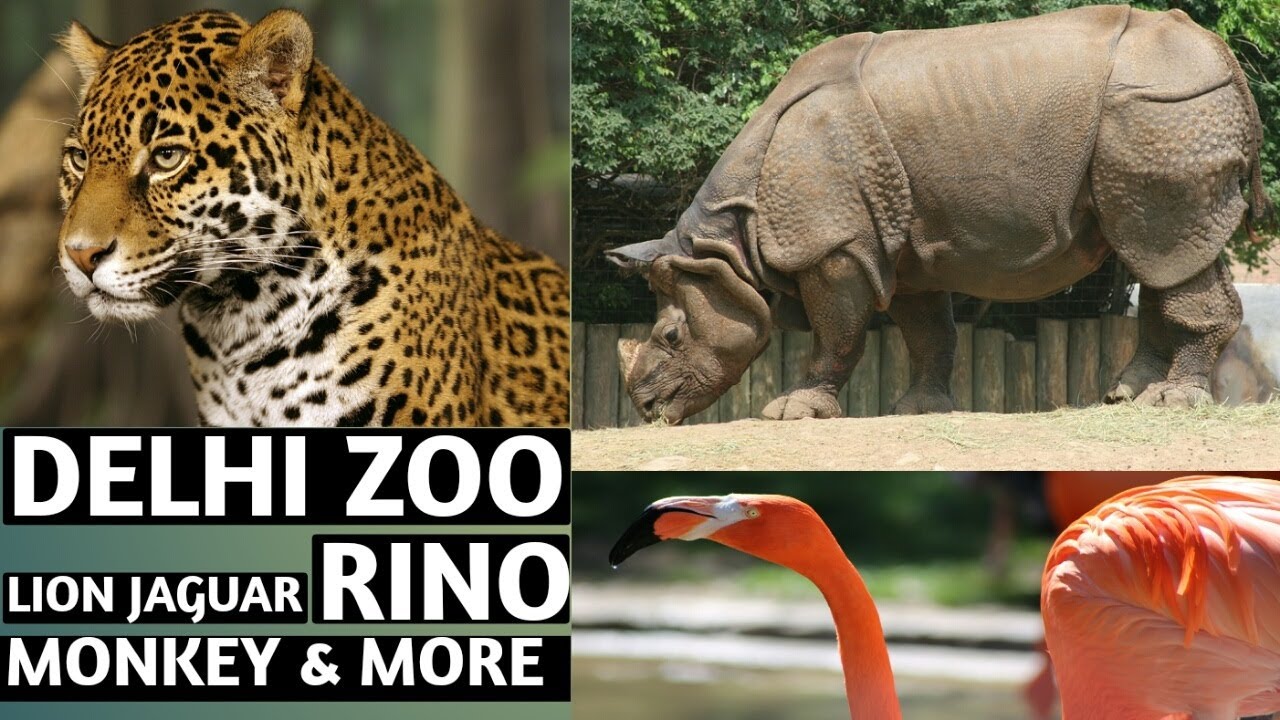 ZOO |Delhi zoological park | चिड़िया घर । #zoo #delhi #delhiZoo #lion