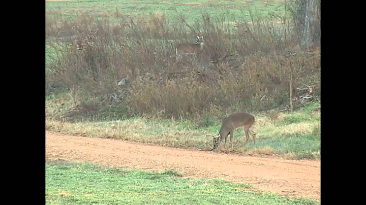 Mississippi Deer Season Highlights