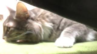 コタツに手を入れる猫 ノルウェージャンフォレストキャット A cat puts his hands on the kotatsu. Norwegian Forest Cat.