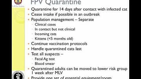 Managing Feline Panleukopenia in a Shelter - Quarantine & Disinfection