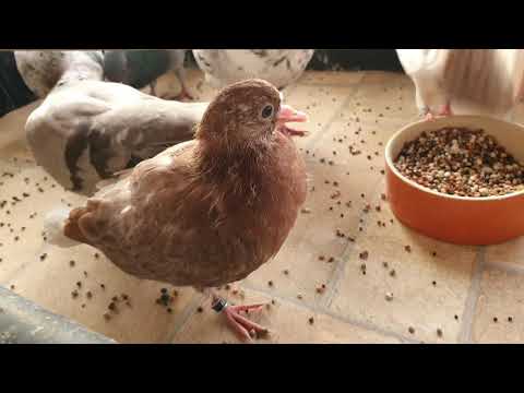 2019-12-29 Day 3 seed/feed training baby pigeon, change last two windows to perspex, clean windows