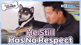 Kang Taking Control of the Room😎 [Dogs Are Incredible : EP.209-2] | KBS WORLD TV 240305