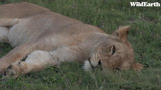 WildEarth - Sunset Safari - 08 November 2023