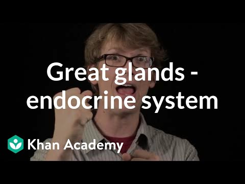 Видео: Коя ендокринна жлеза секретира трийодтиронин и тироксин?