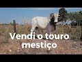 Touro PO e touro mestiço - vendi o touro 270 a arroba