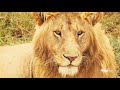 WILDLive! - Tanzania - Lion - S03 E07