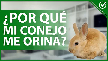 ¿Cómo puedo evitar que mi conejo orine por todas partes?