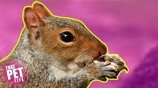 Funny Squirrel Compilation Try Not To Laugh That Pet Life