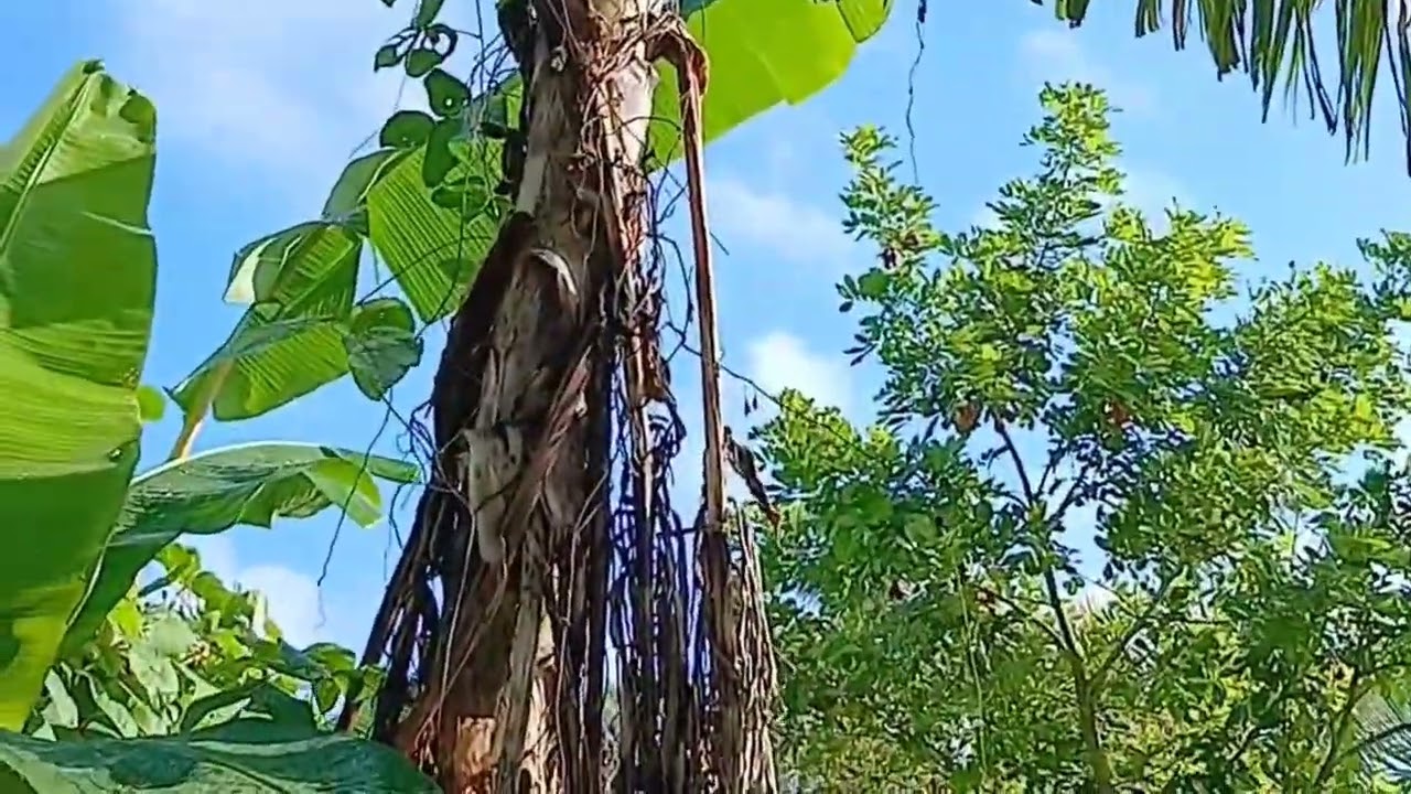 Harvested some foods from our garden. My mango trees lost their blossoms, and my cherry 🌳 looks 👌 