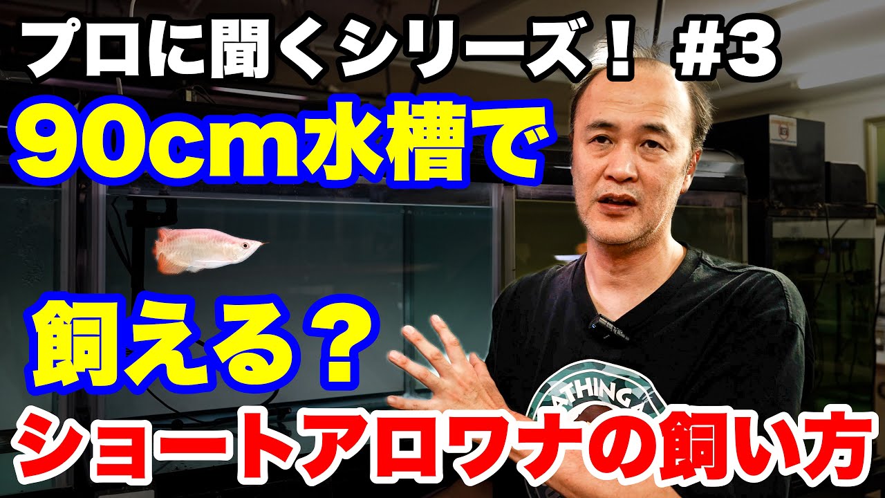 【プロに聞く！】#3 90cm水槽で飼えるのか！？ショートアロワナの飼い方！ #アクアリウム #アロワナ #アロワナ飼育 #大型魚 #アジアアロワナ #aquarium #古代魚 #熱帯魚