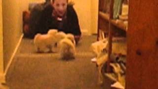 Japanese Spitz Puppies (Sasha's 4 weeks old) by Carmel Thompson 1,728 views 12 years ago 36 seconds