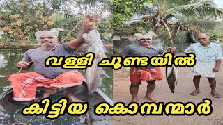 വള്ളി ചൂണ്ടയിൽ കിട്ടിയ കൊമ്പന്മാർ .....@ldandrdmedia604