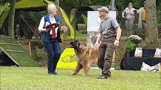 Leonberg 2019 Youth and Veteran winners by sharon springel 601 views 4 years ago 4 minutes, 16 seconds