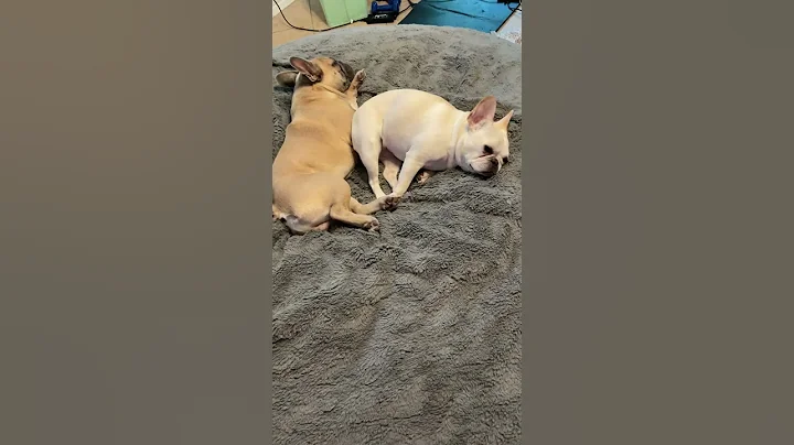 Dog farts on her brother